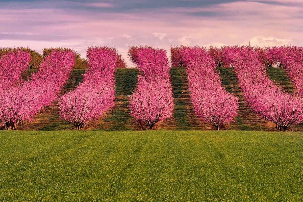 Alcarràs. Floració. Sisco Acosta