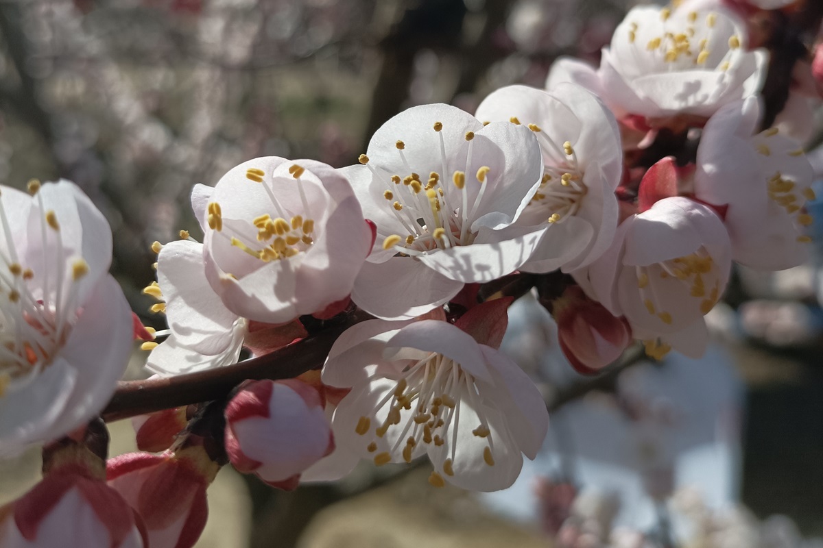 Alguaire floració albercoc