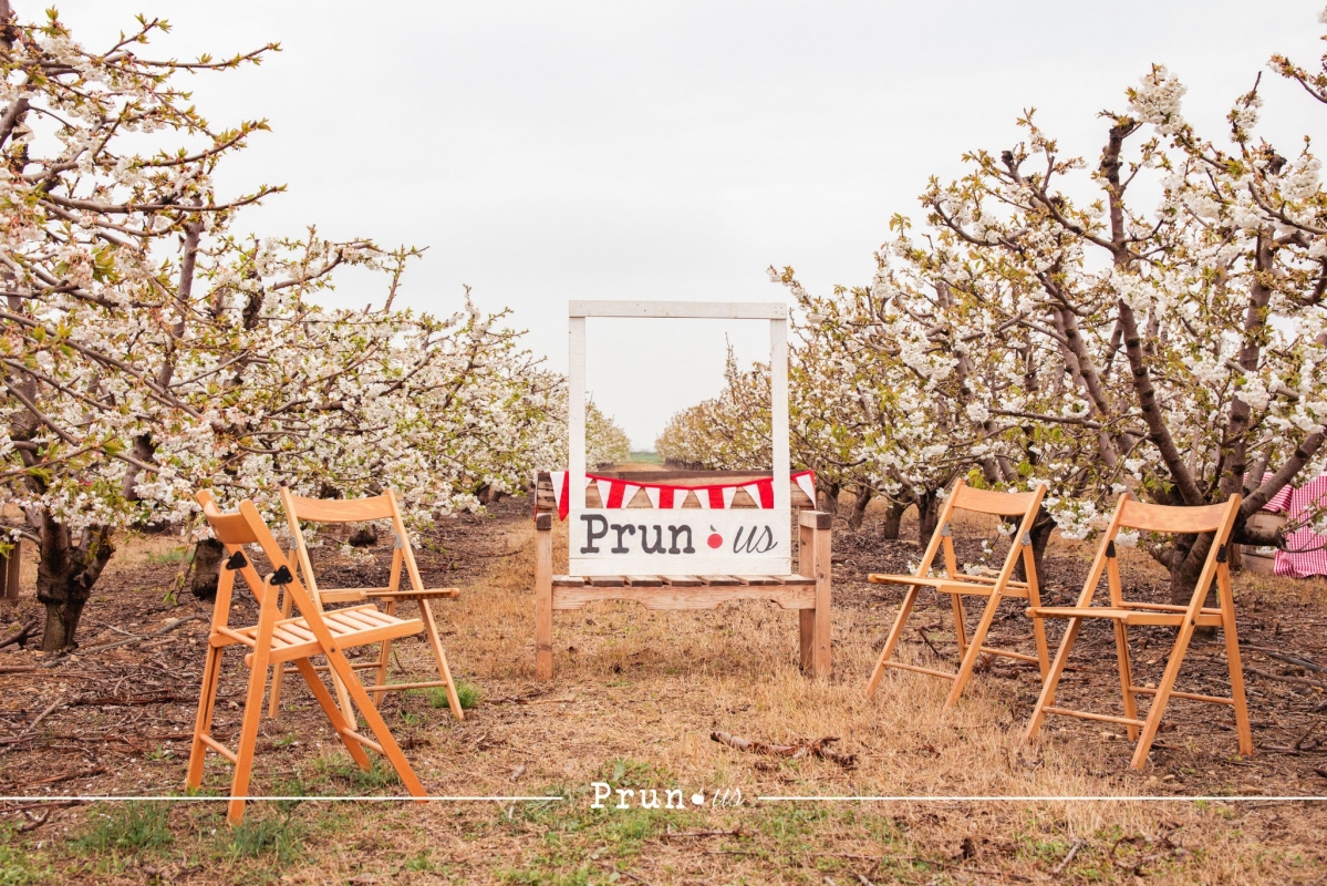 Almacelles floració prunus