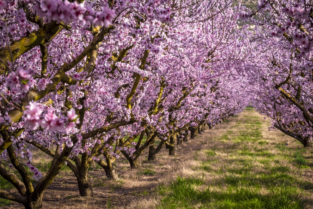 Granja d'Escarp floració