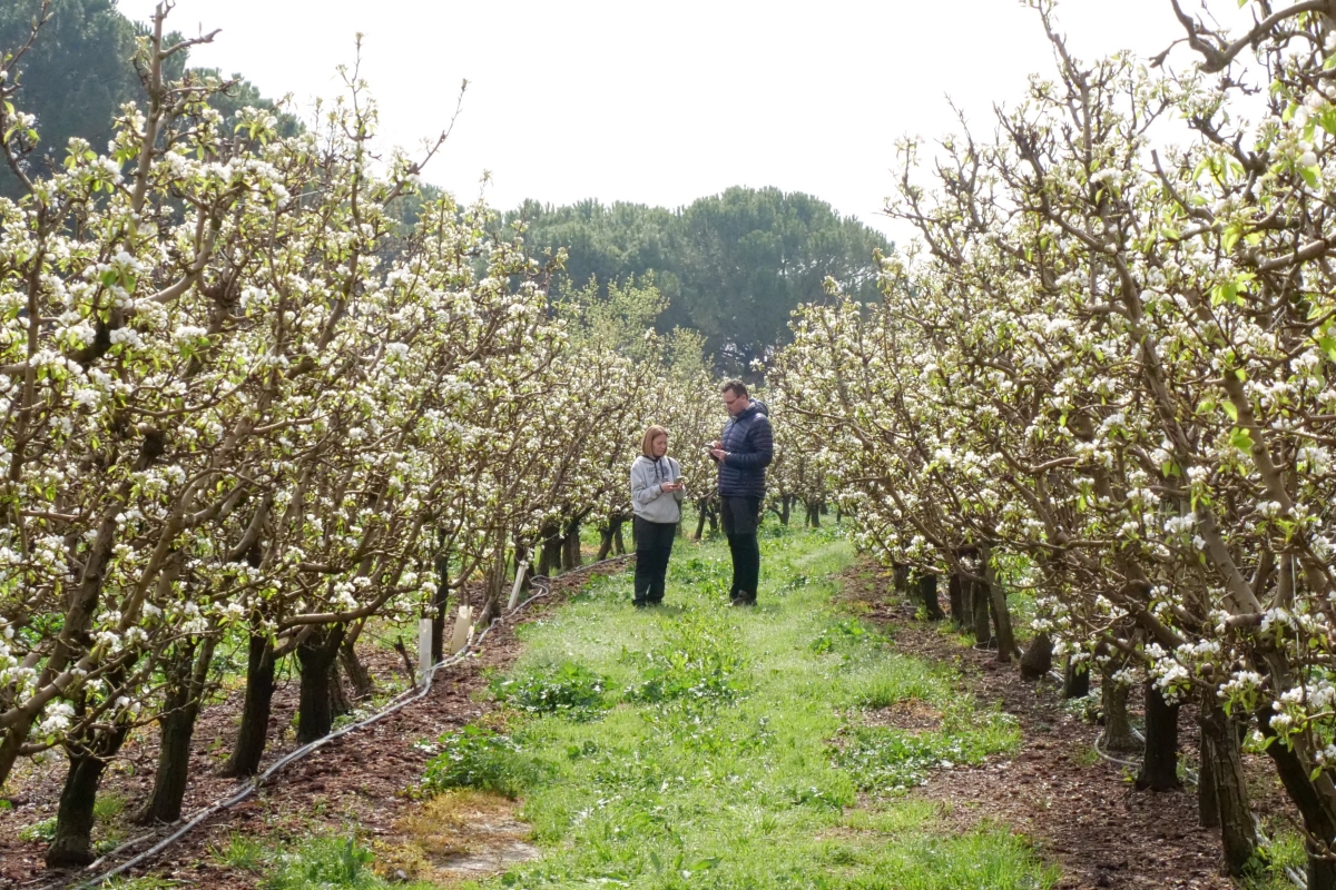 Lleida, floració granja Pifarré