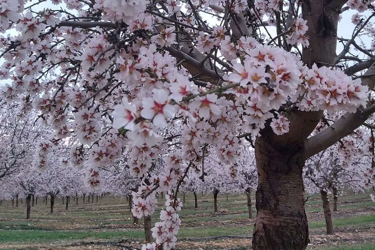 Maials floració. Laia Jové
