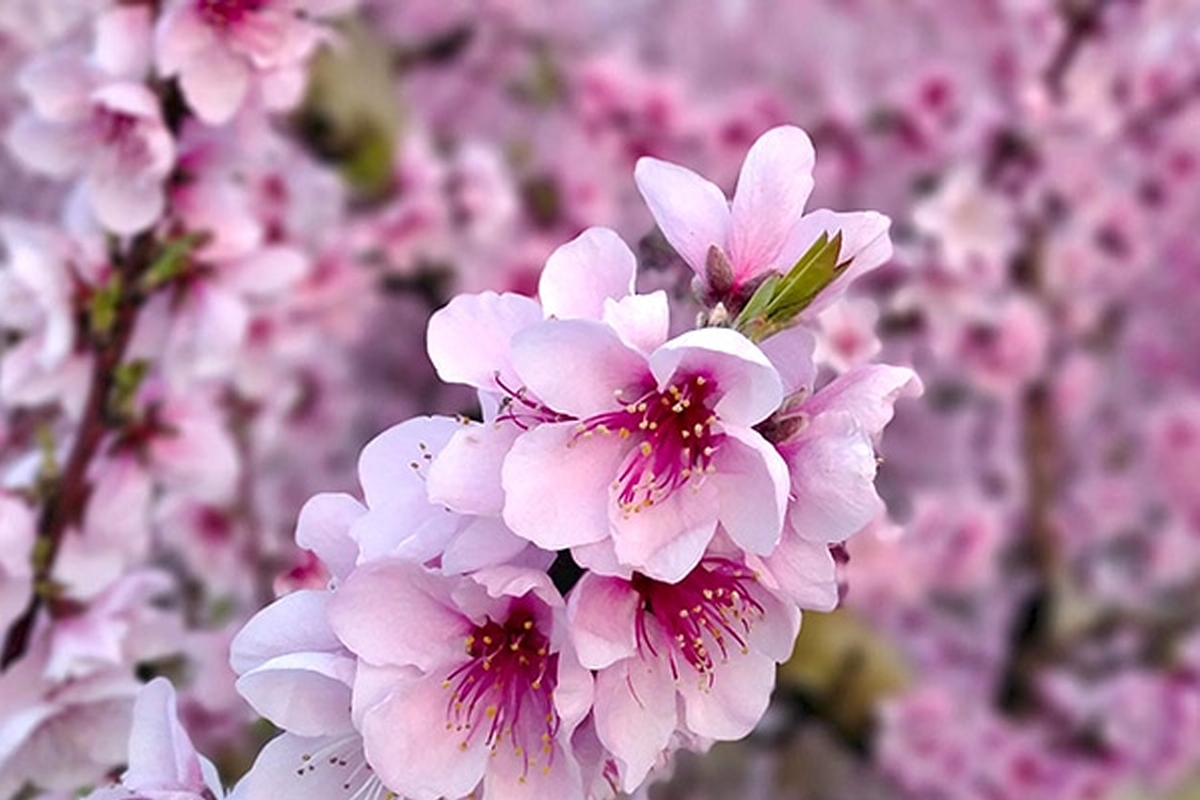 Massalcoreig floració