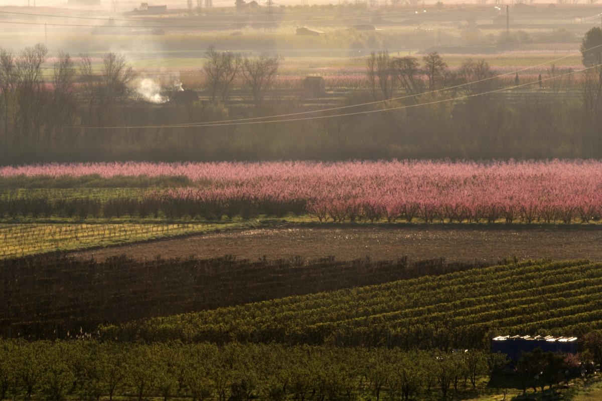 Soses floració ajuntament
