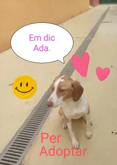 Gossa molt carinyosa per adoptar.