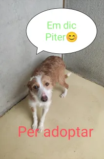 Em vols adoptar, soc molt simpàtic