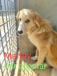 Gos molt bo, adopta.