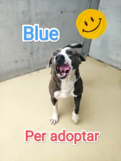 Gos molt bo, adopta.