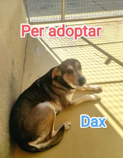 Em vols adoptar, soc molt simpàtic