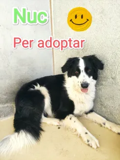 Em vols adoptar, soc molt simpàtic