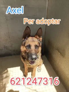Gos molt bo, adopta.