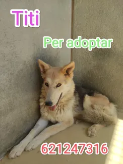 Gossa molt carinyosa per adoptar.