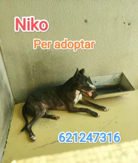 Em vols adoptar, soc molt simpàtic