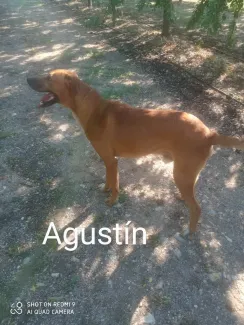 Agustín