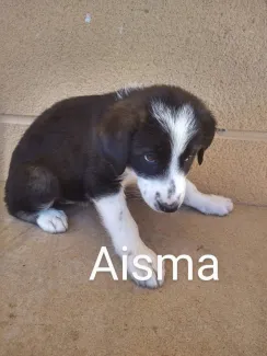 Aisma