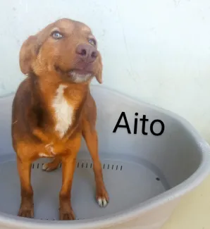 Aito