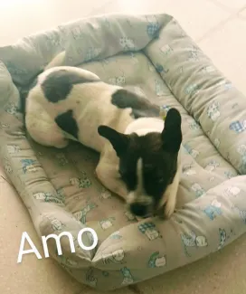 Amo