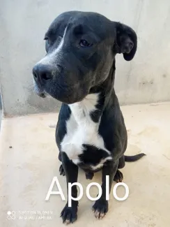 Apolo