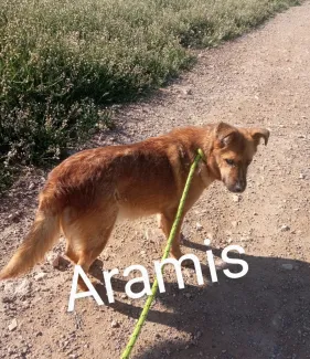 Aramis