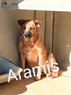 Aramis