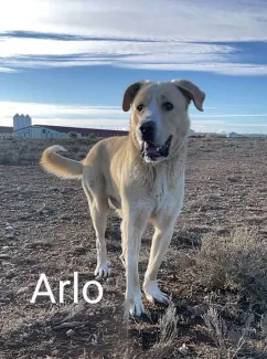 Arlo