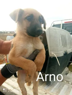 Arno