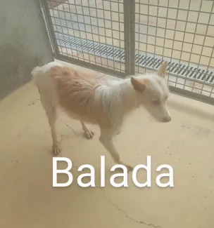 Balada