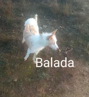 Balada