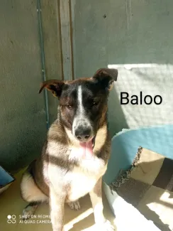Baloo