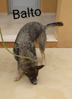 Balto