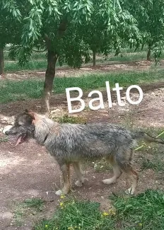 Balto