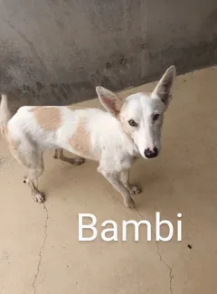 Bambi