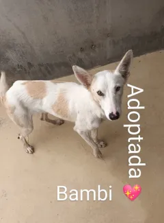 Bambi