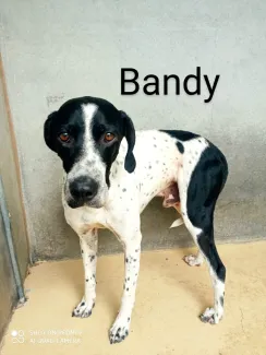 Bandy