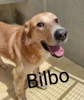 Bilbo