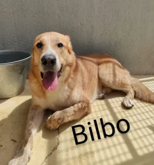 Bilbo