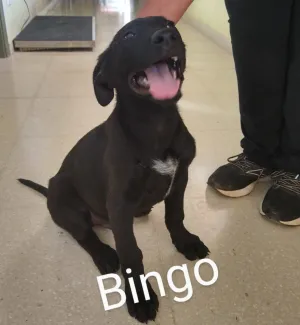Bingo