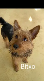 Bitxo