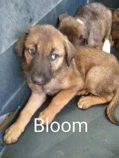 Bloom