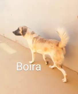Boira