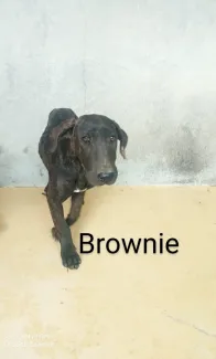 Brownie