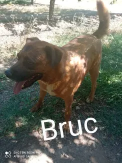 Bruc