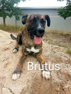 Brutus