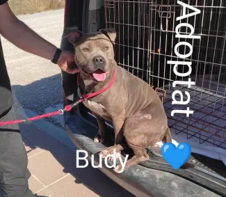 Budy