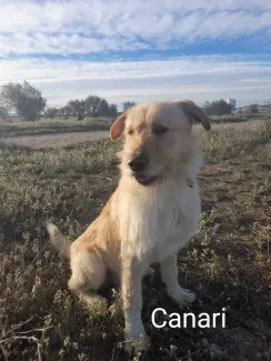 Canari