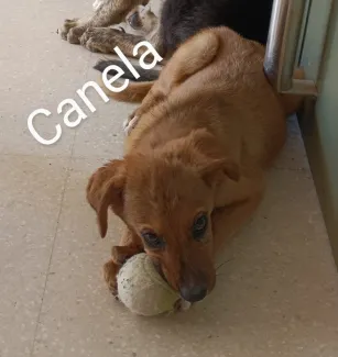 Canela