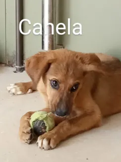 Canela
