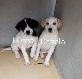 Canela i Oreo