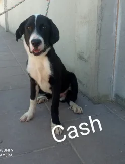 Cash