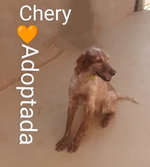 Chery